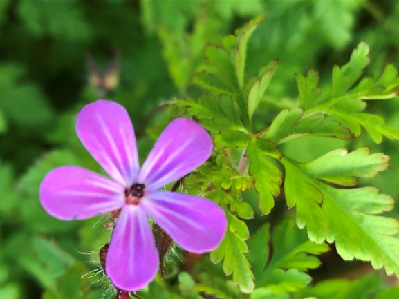 Annexe IMG-4553 (1).jpg