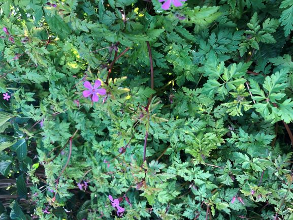 Annexe IMG-4554 (4).jpg