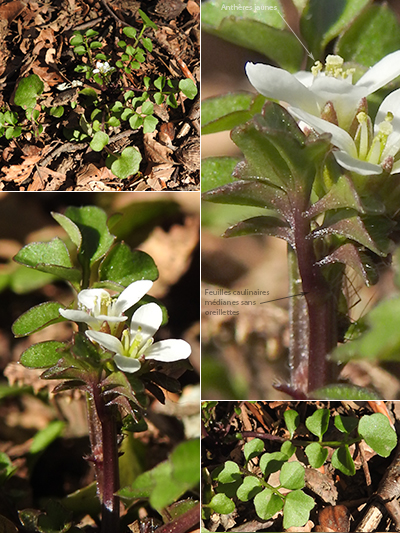 Annexe Cardamine Hirsuta 2_Christian Widmann.jpg