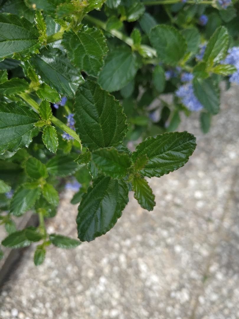 Annexe feuille-min.jpg