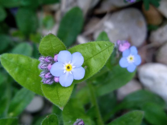 Annexe 20200502_152533.jpg