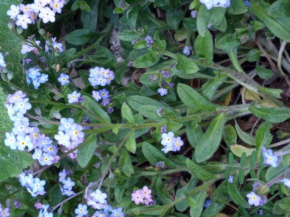 Annexe 20200502_152607.jpg