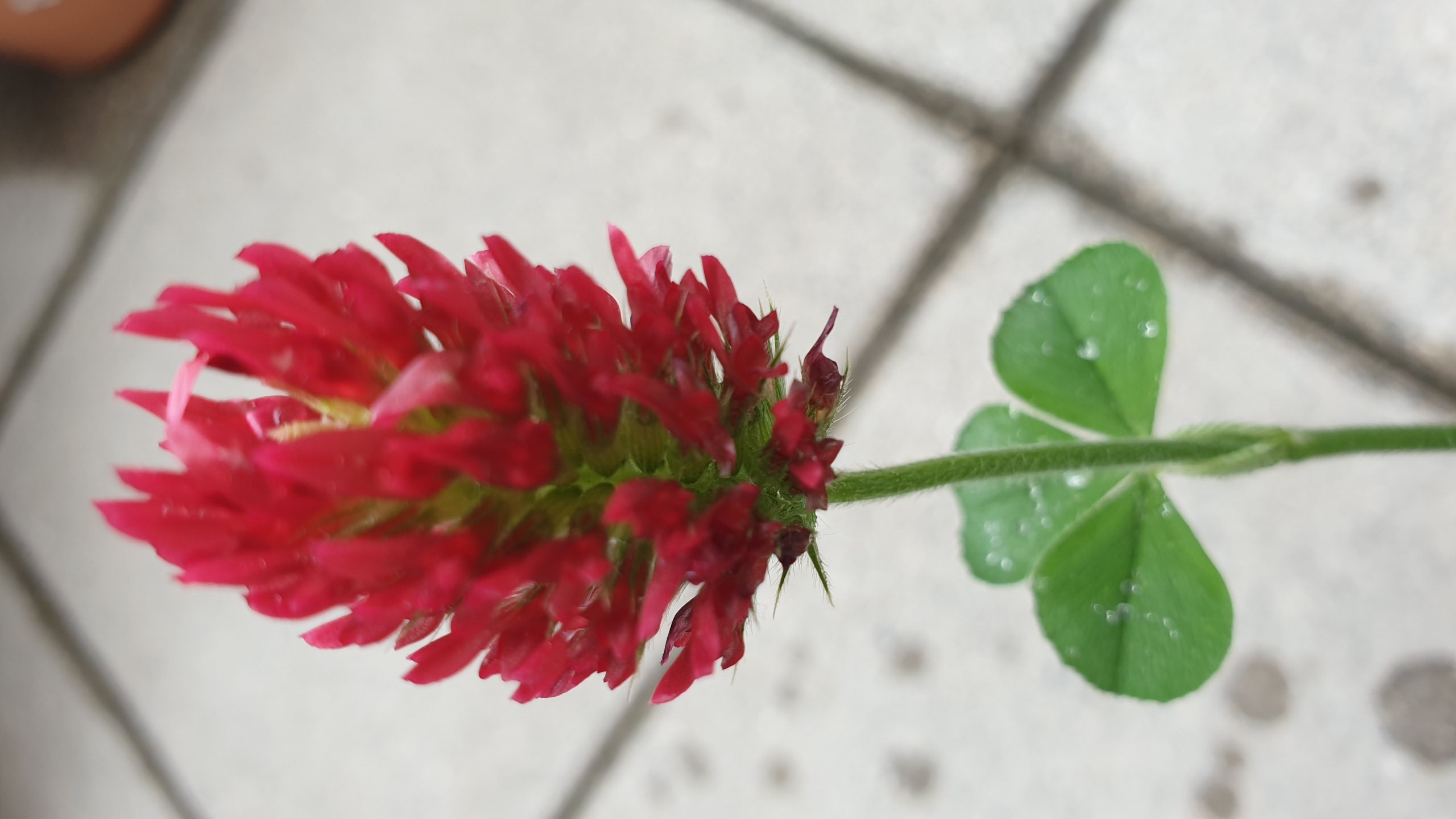 Annexe trefle fleur.jpg