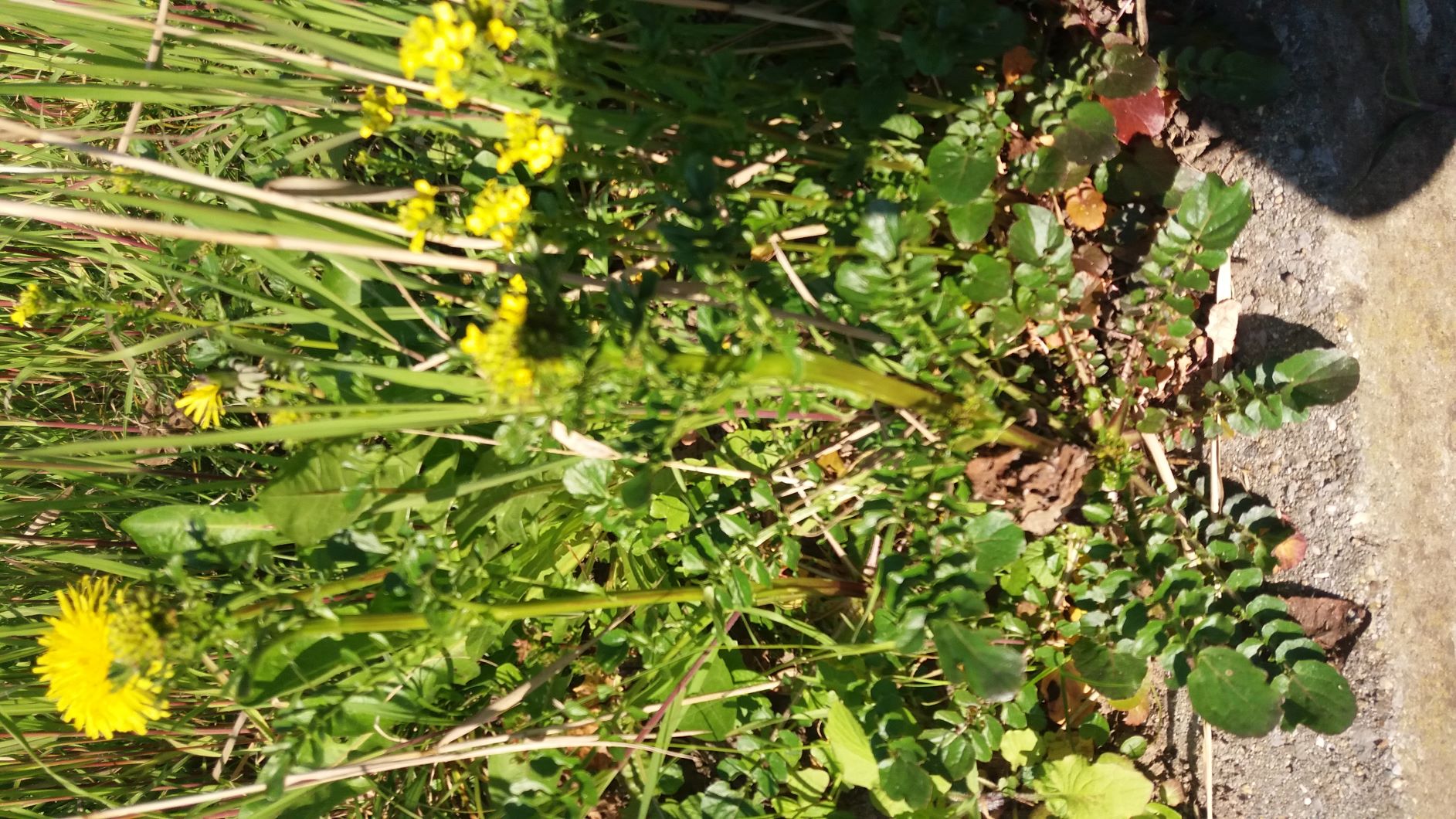 Annexe Fleur jaune 1.jpg