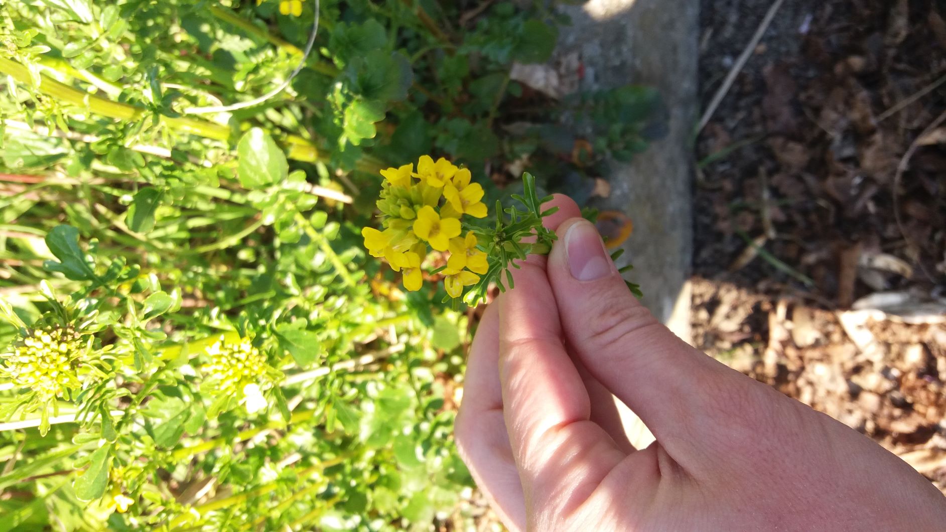 Annexe fleur jaune 2.jpg