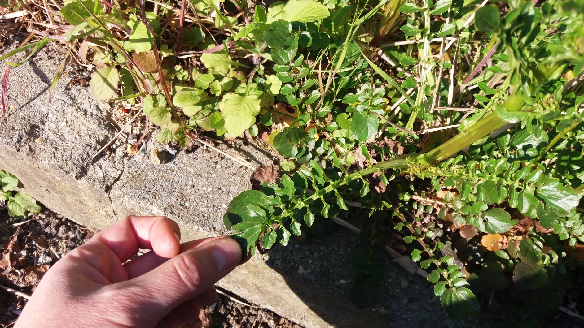 Annexe fleur jaune 3.jpg