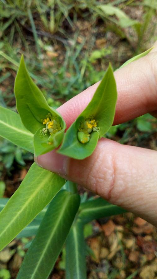 Annexe Epurge - Fleurs.jpeg