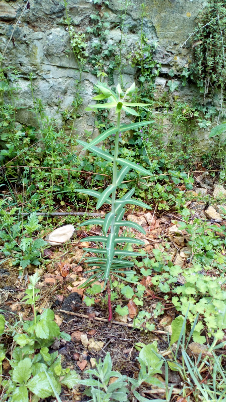 Annexe Epurge - Vue densemble.jpeg