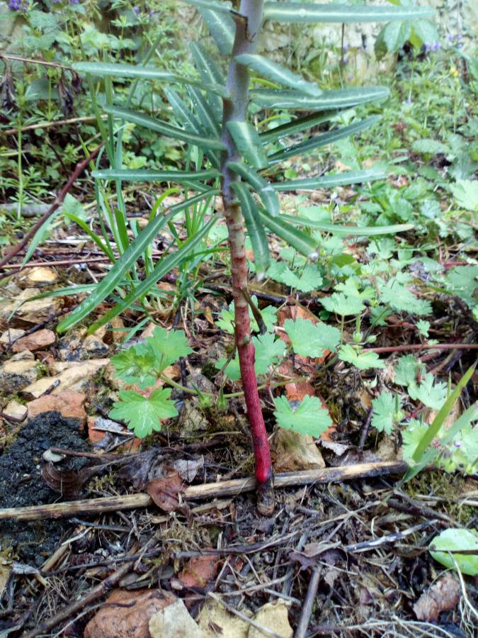 Annexe Epurge - tige au sol.jpeg