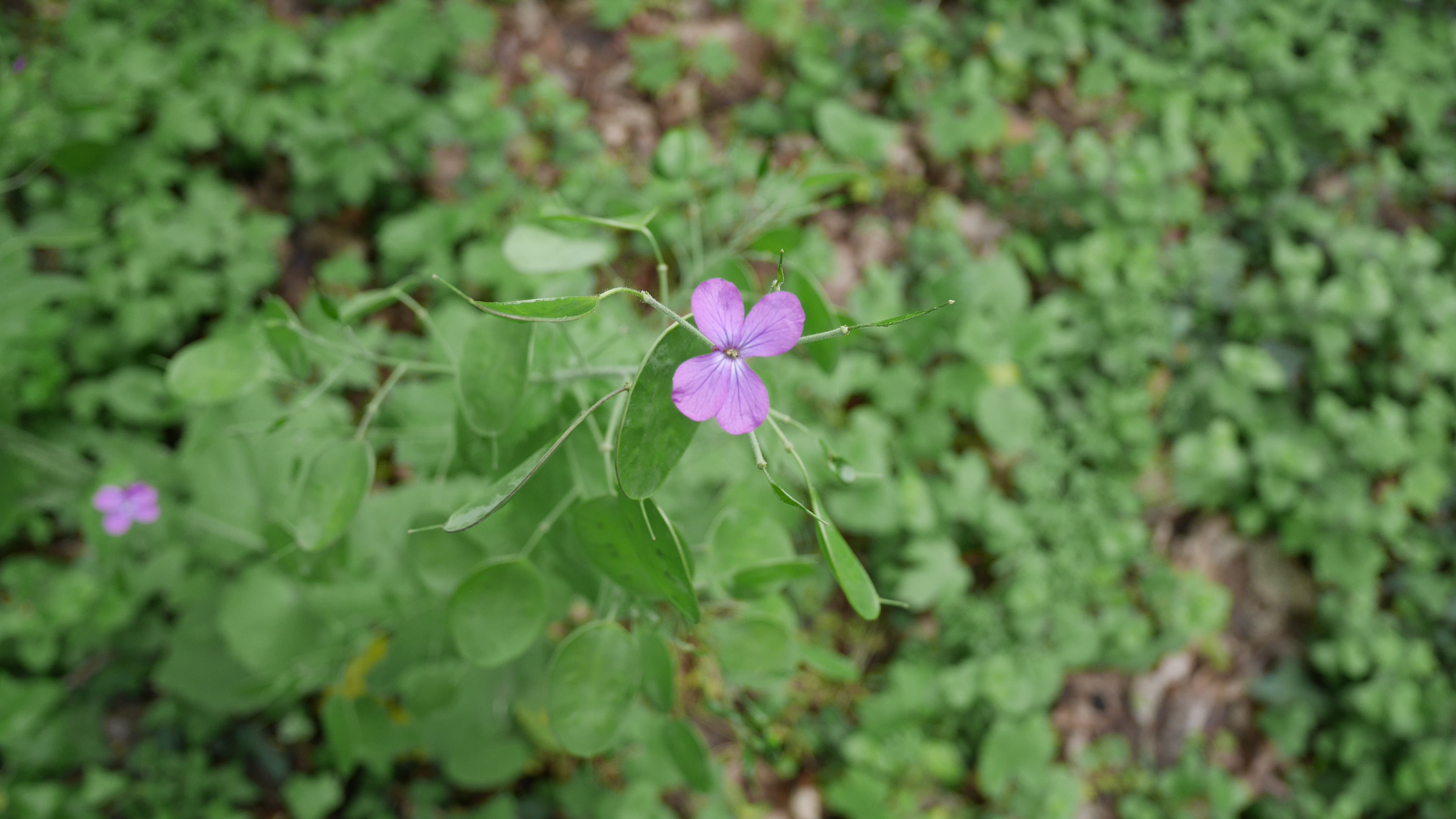 Annexe P1030036-min.JPG