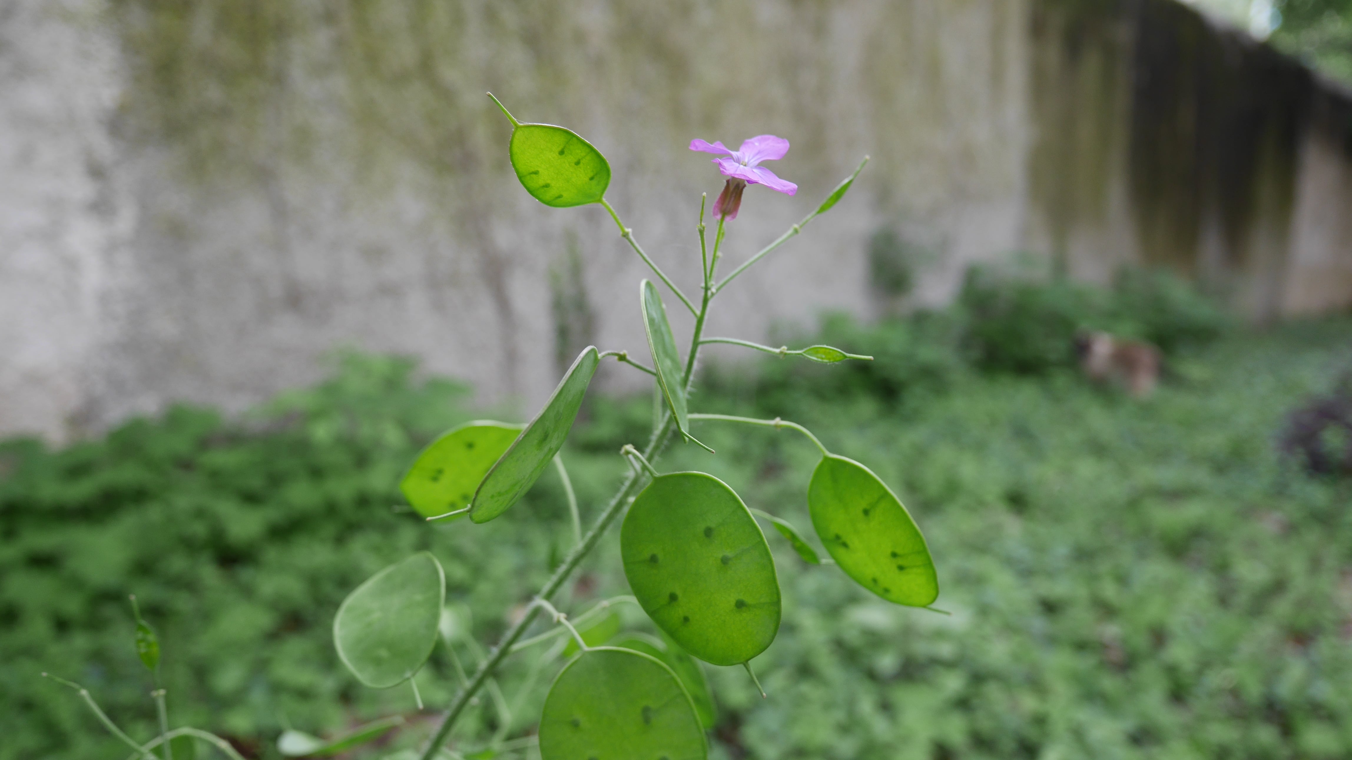 Annexe P1030037-min.JPG