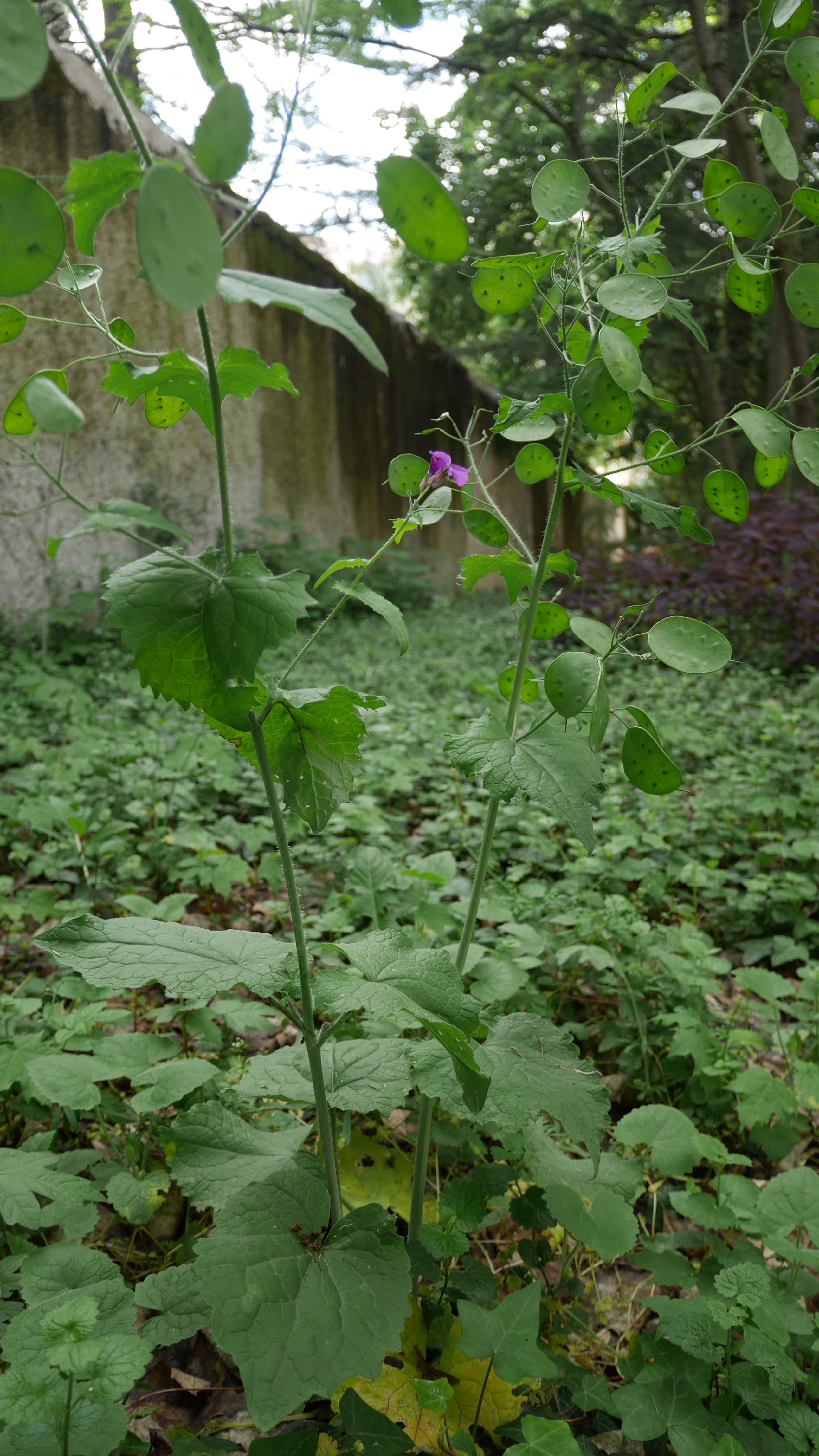 Annexe P1030038-min.JPG