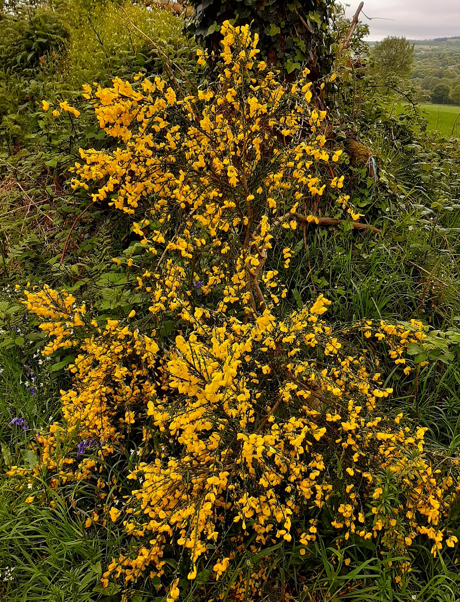 Annexe 20200503_181535-2.jpg