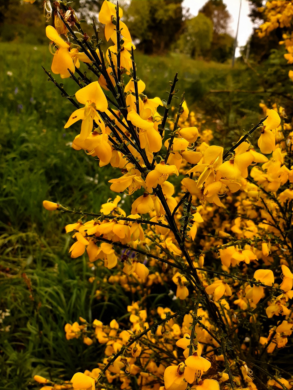 Annexe 20200503_181541-2.jpg