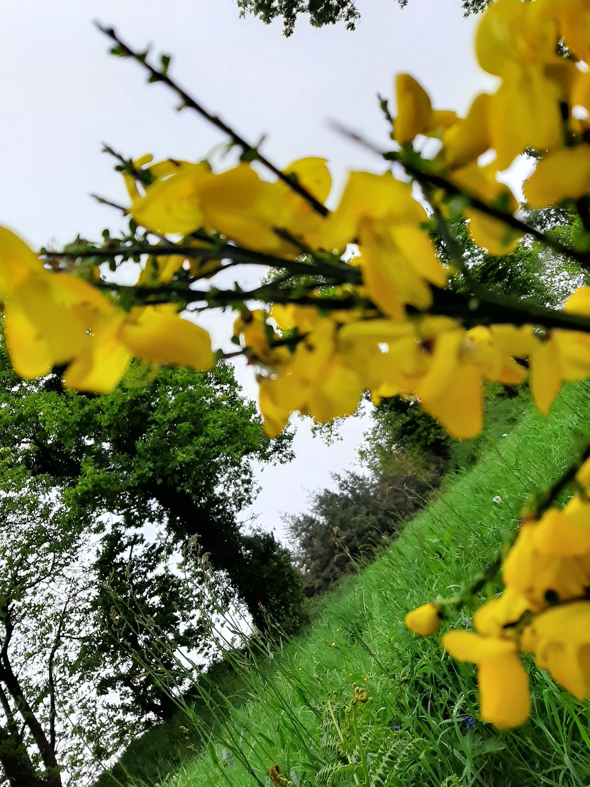 Annexe 20200503_181547-2.jpg