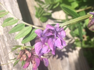 Annexe détail fleur.JPG