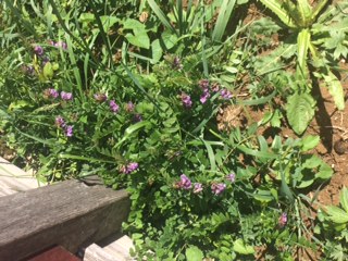 Annexe vue densemble.JPG