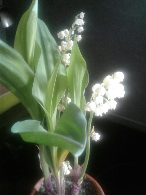 Annexe 20200504_145425_resized.jpg