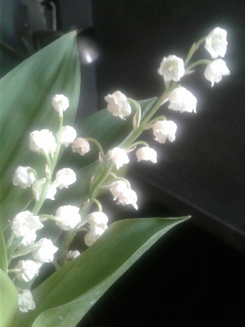 Annexe 20200504_145440_resized.jpg