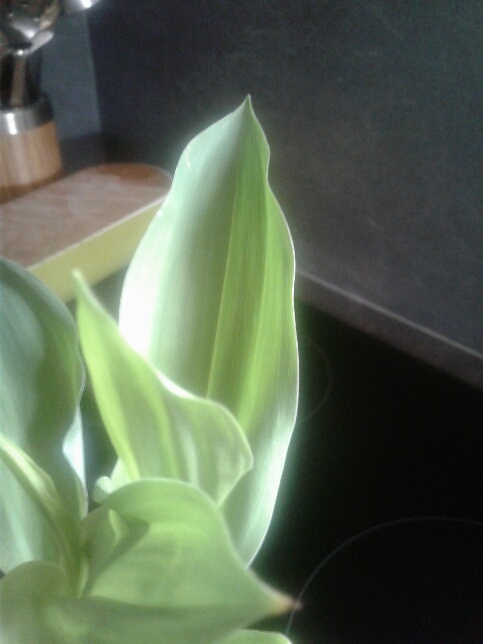 Annexe 20200504_145452_resized.jpg