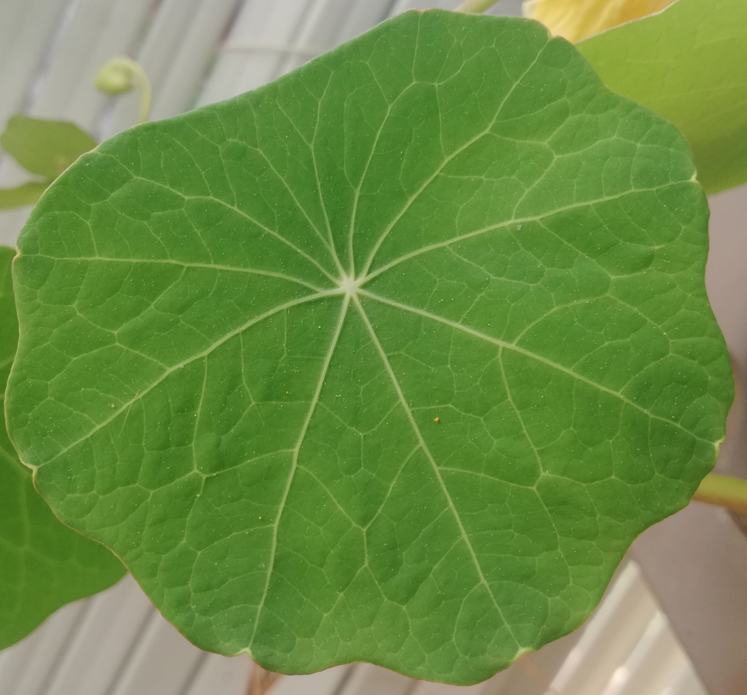 Annexe Capucine - feuille face.jpg