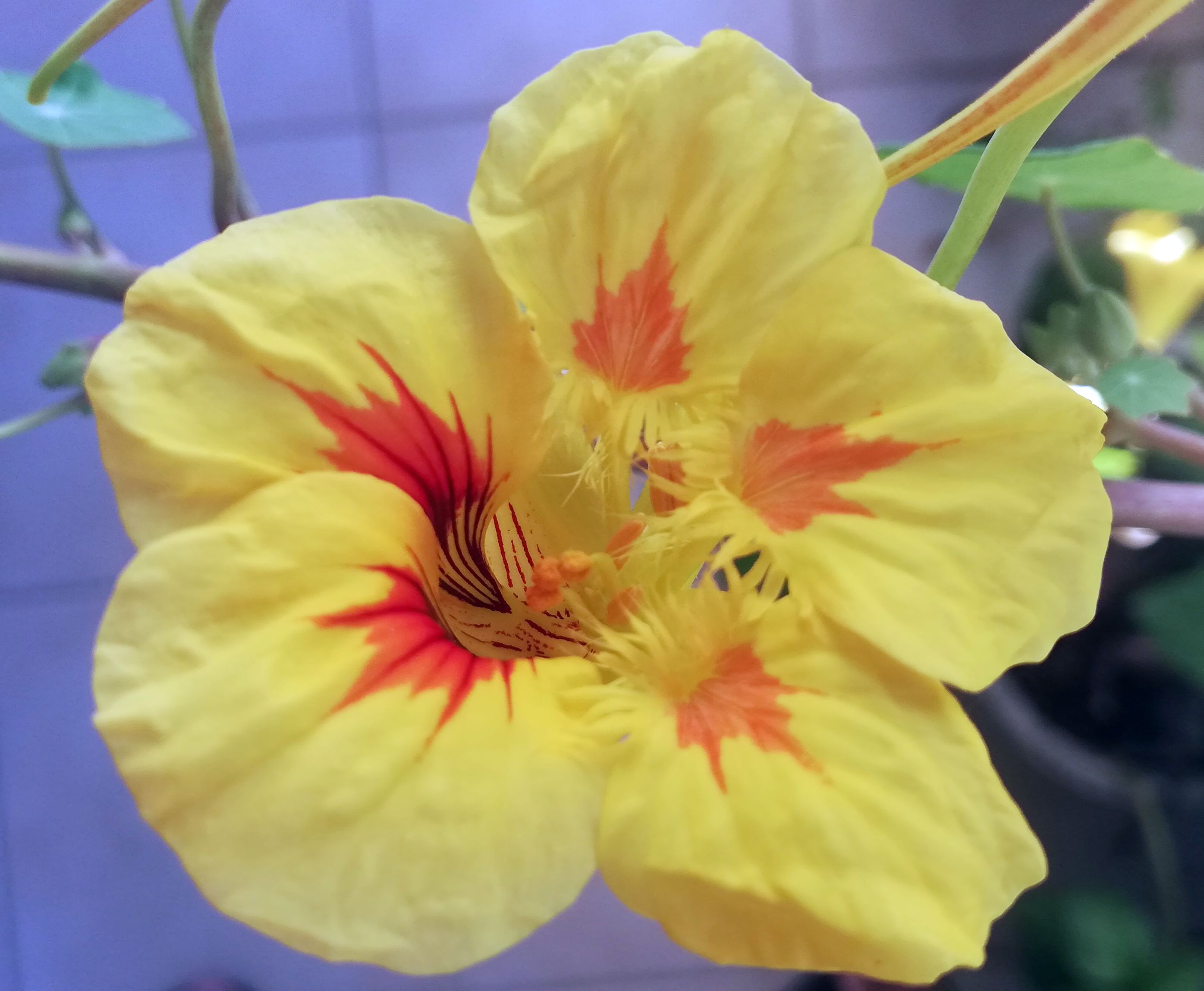 Annexe Capucine - fleur face.jpg