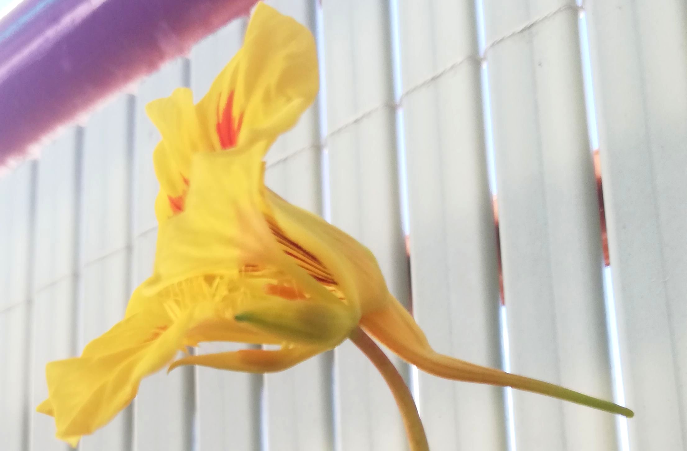 Annexe Capucine - fleur profile.jpg