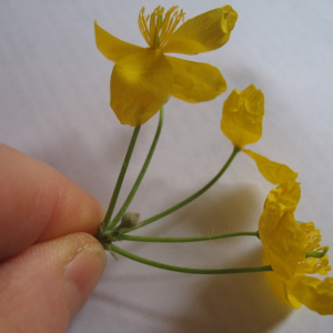 Annexe img-002403719CRS.jpg