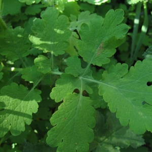 Annexe img-002403720CRS.jpg