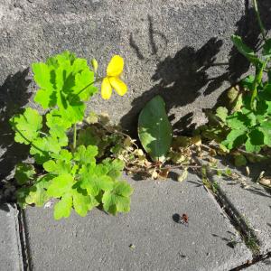 Annexe img-002410631CRS.jpg