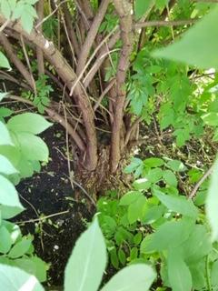 Annexe Sambucus nigra 1.jpg