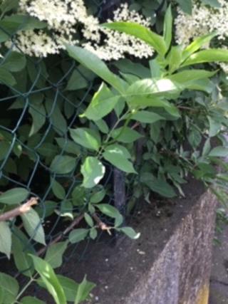 Annexe Sambucus nigra 2.jpg