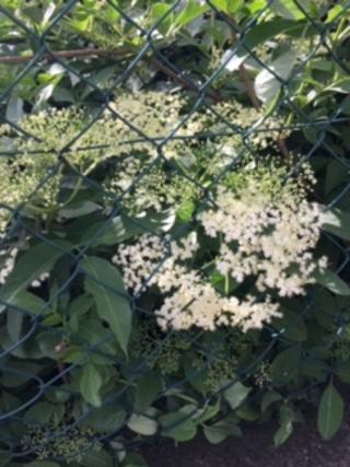 Annexe Sambucus nigra 3.jpg