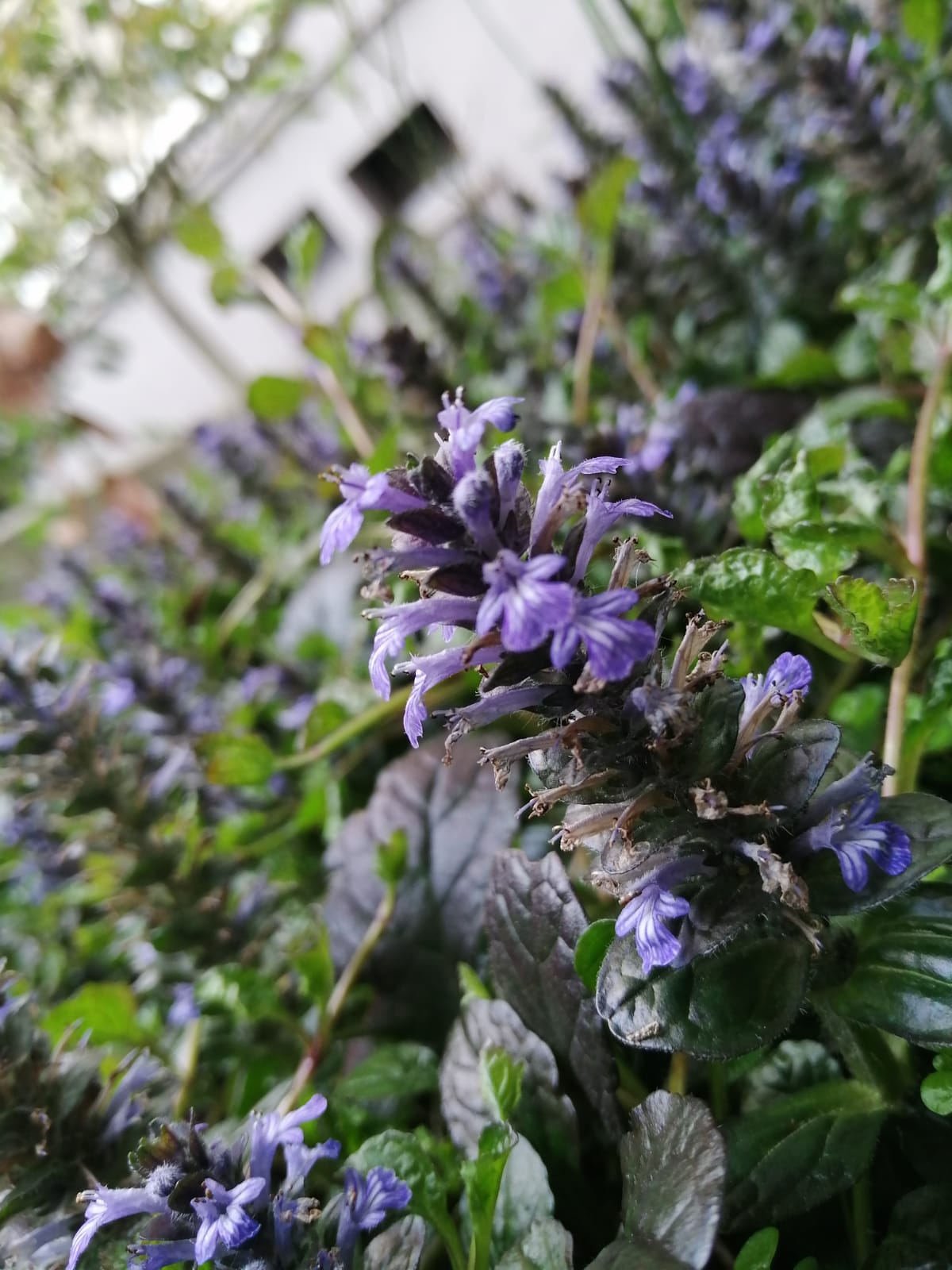 Annexe IMG-20200504-WA0078.jpg