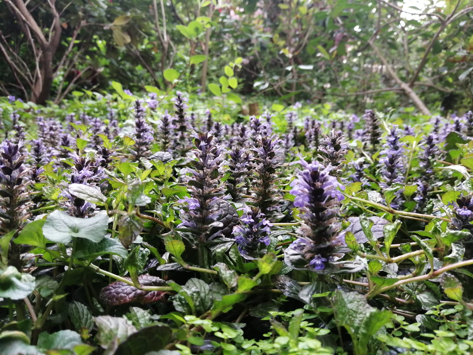 Annexe IMG-20200504-WA0079.jpg