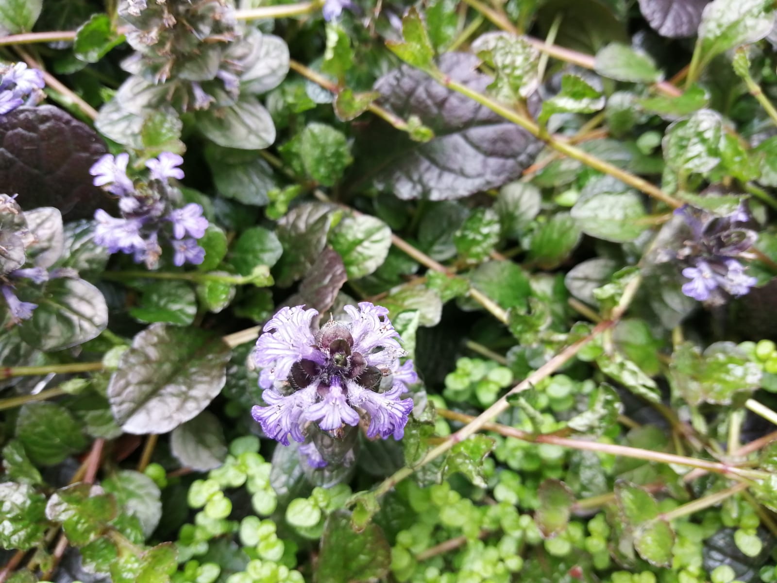 Annexe IMG-20200504-WA0083.jpg