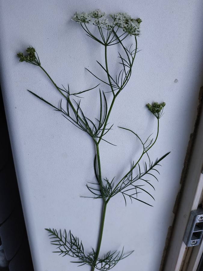 Annexe IMG-20200417-WA0006.jpg