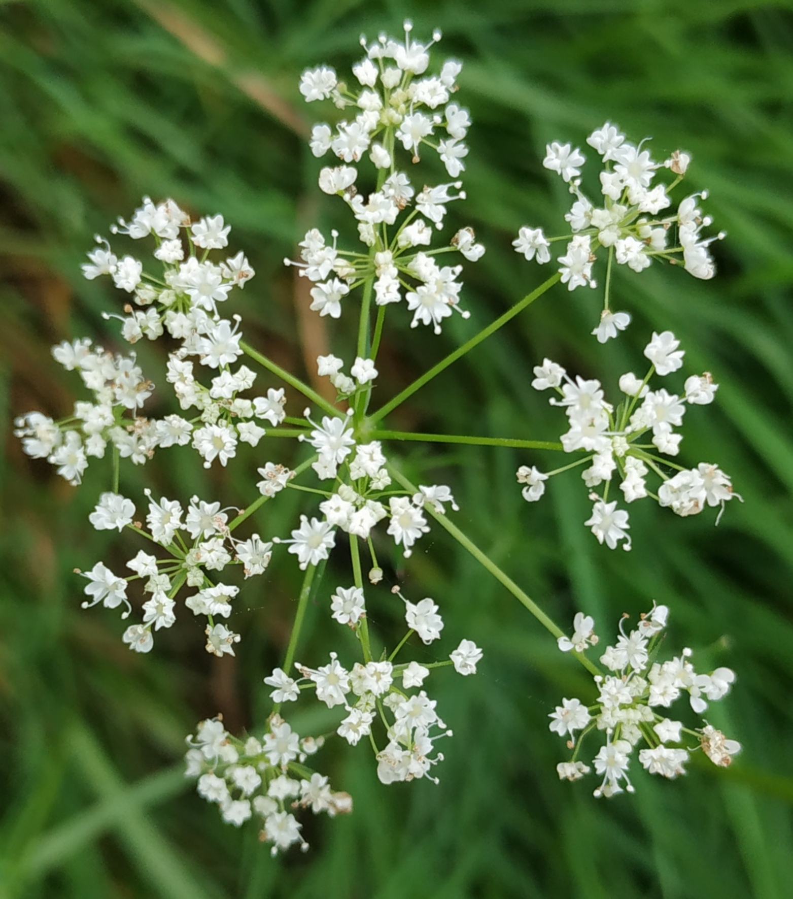 Annexe IMG_20200504_230922.jpg