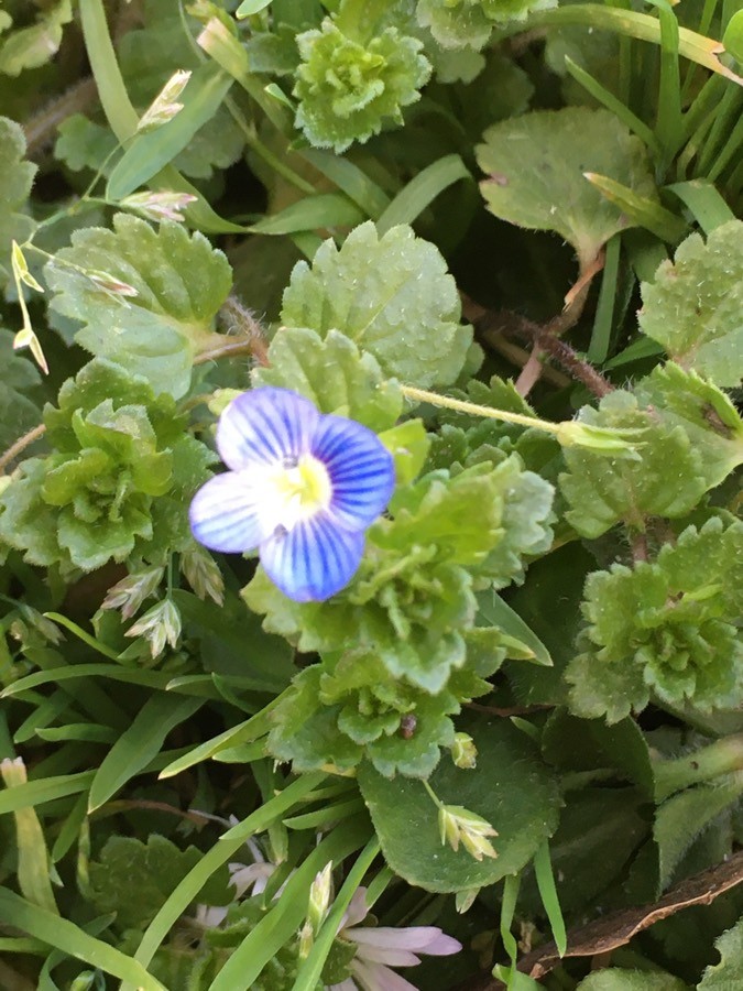 Annexe Veronica persica feuilles.jpg