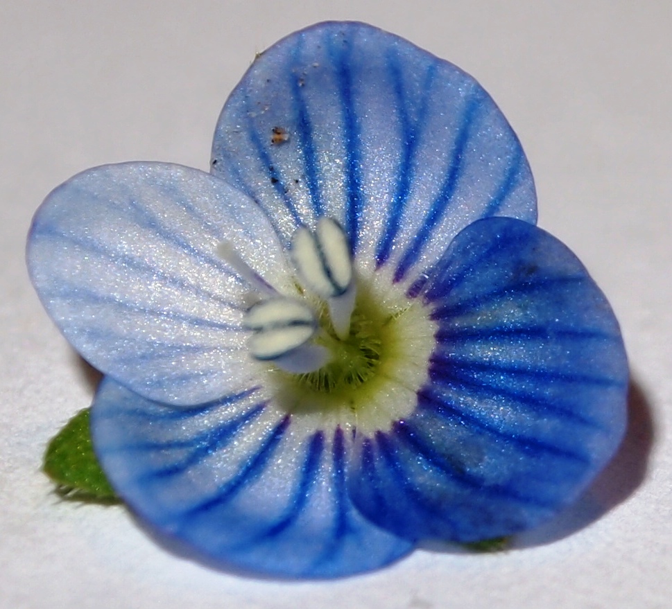 Annexe Veronica persica fleur.jpg