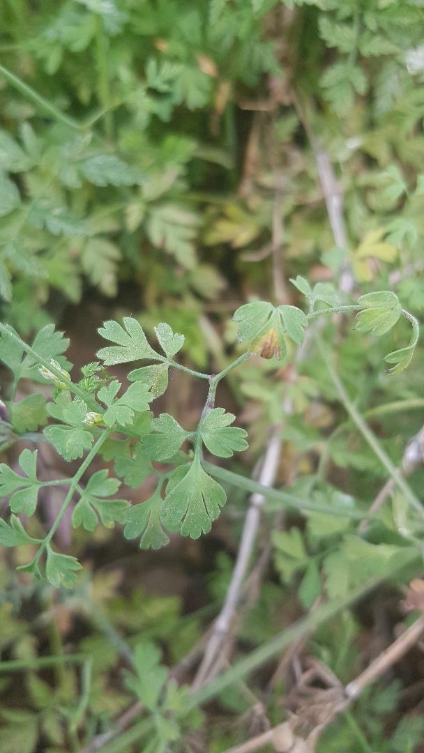 Annexe Feuille fumetere grimpante.jpeg