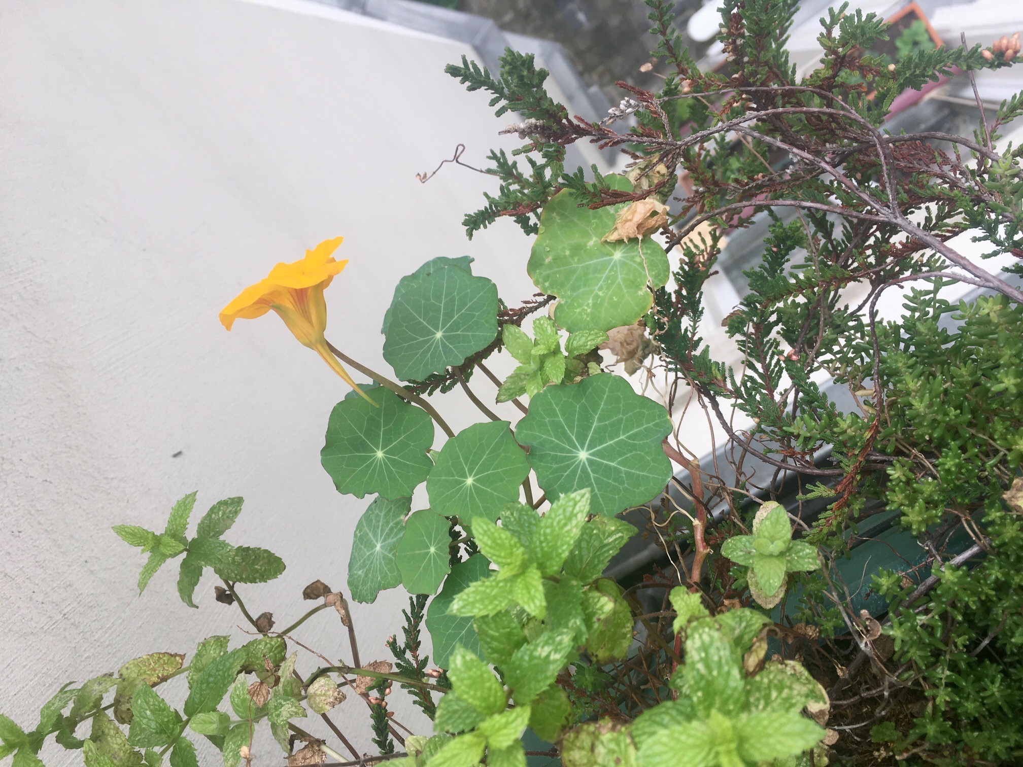 Annexe capucine .jpg