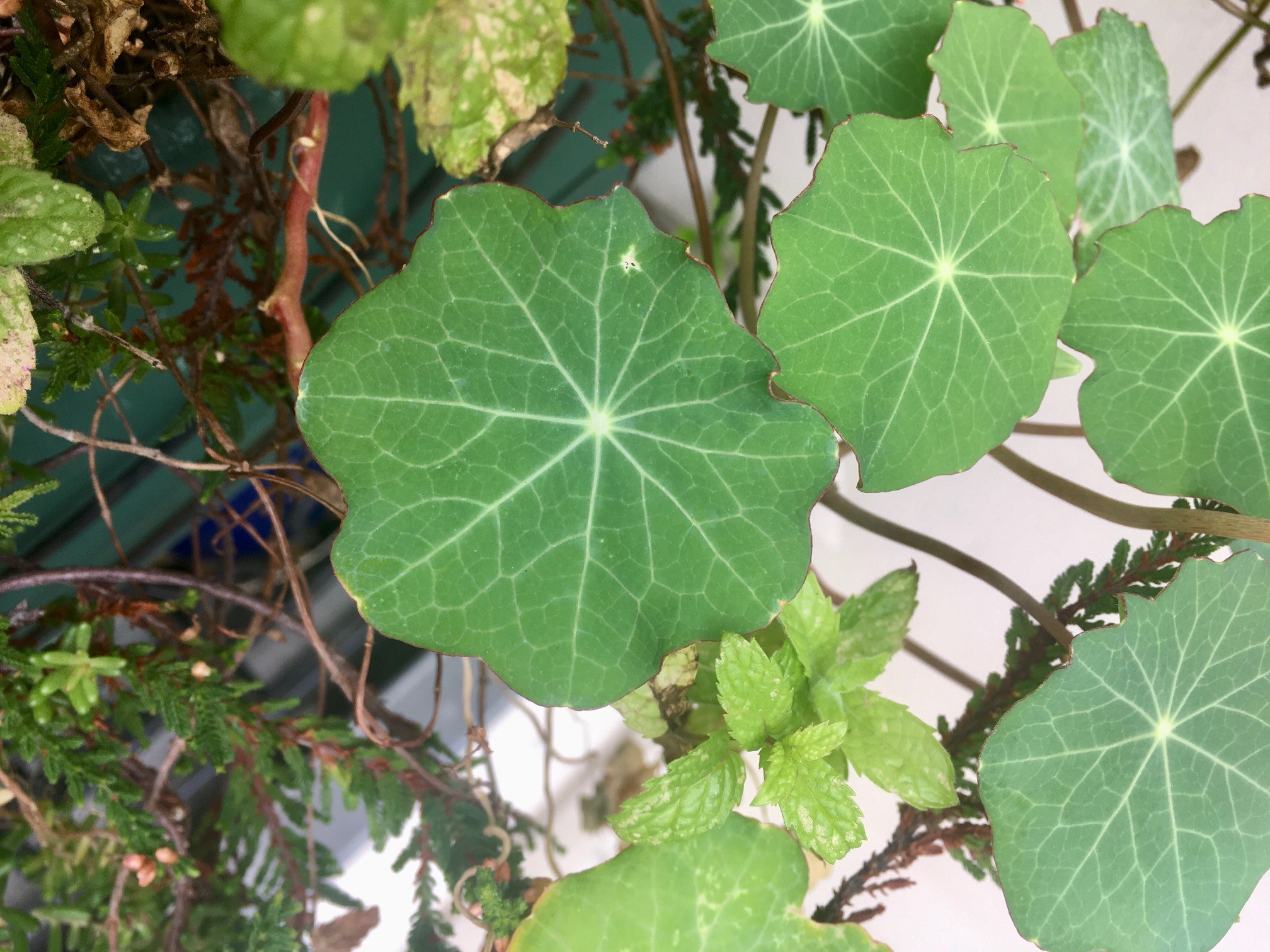 Annexe capucine 2.jpg