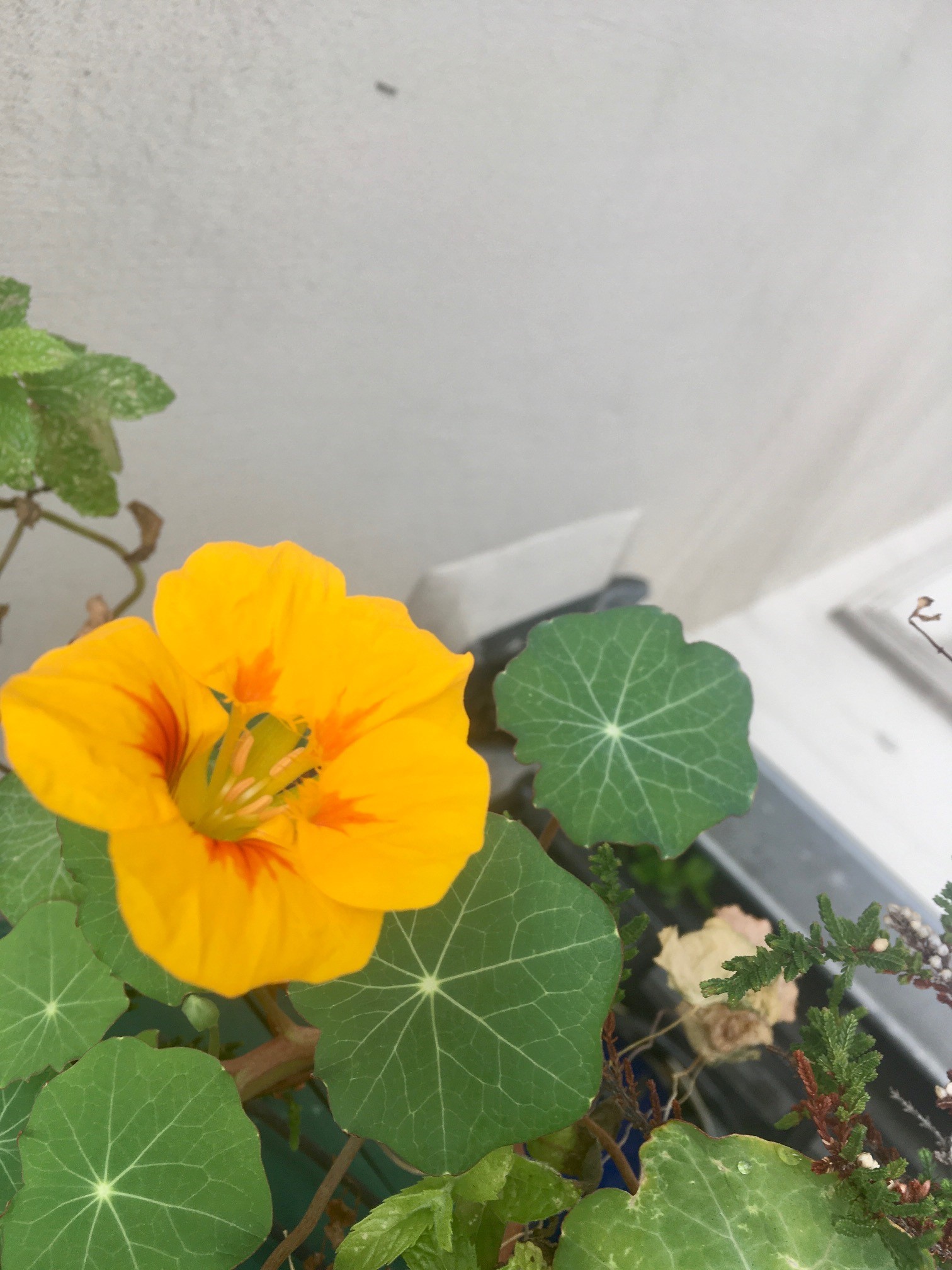 Annexe capucine 3.jpg