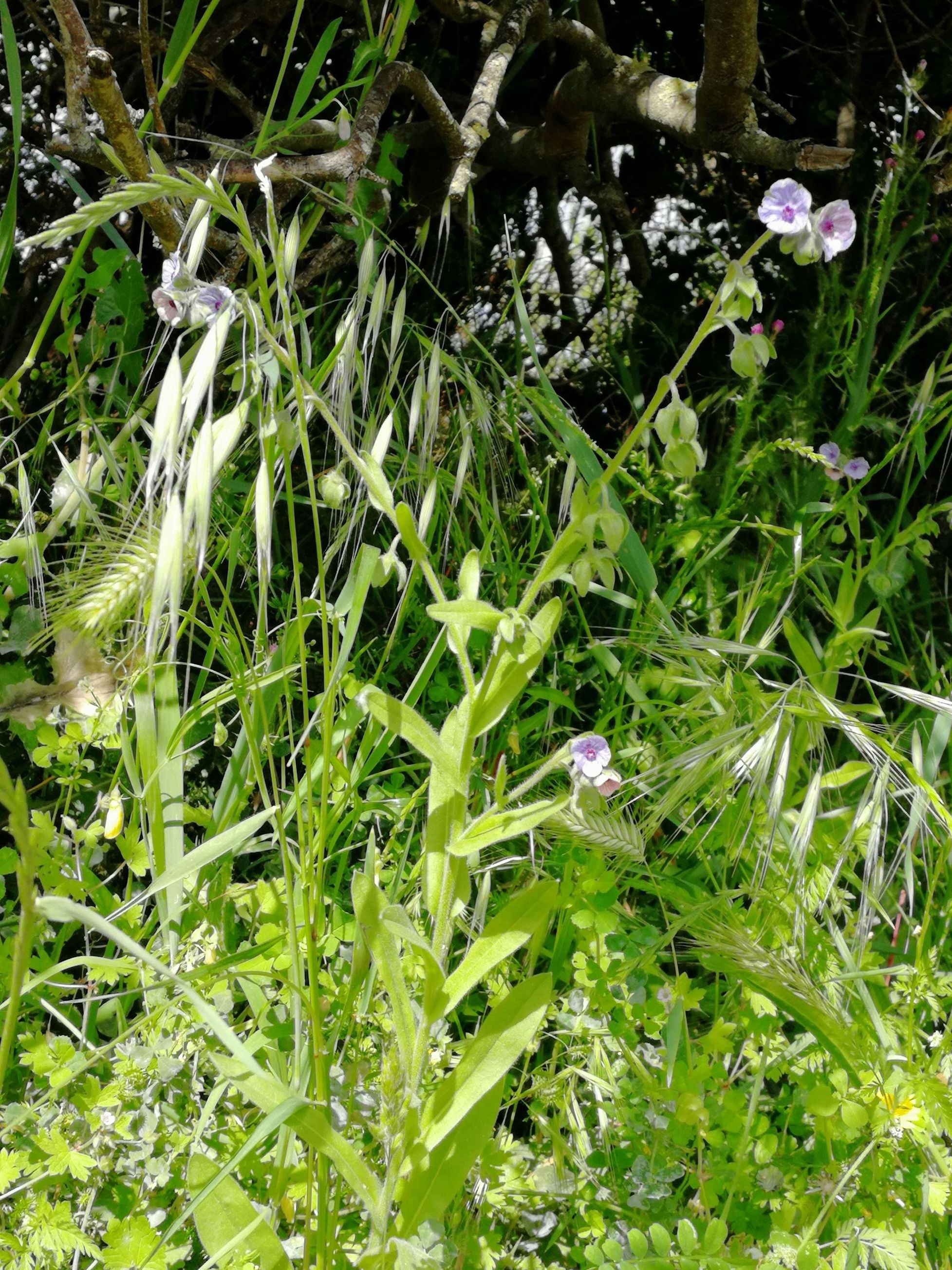 Annexe IMG_20200505_104718.jpg