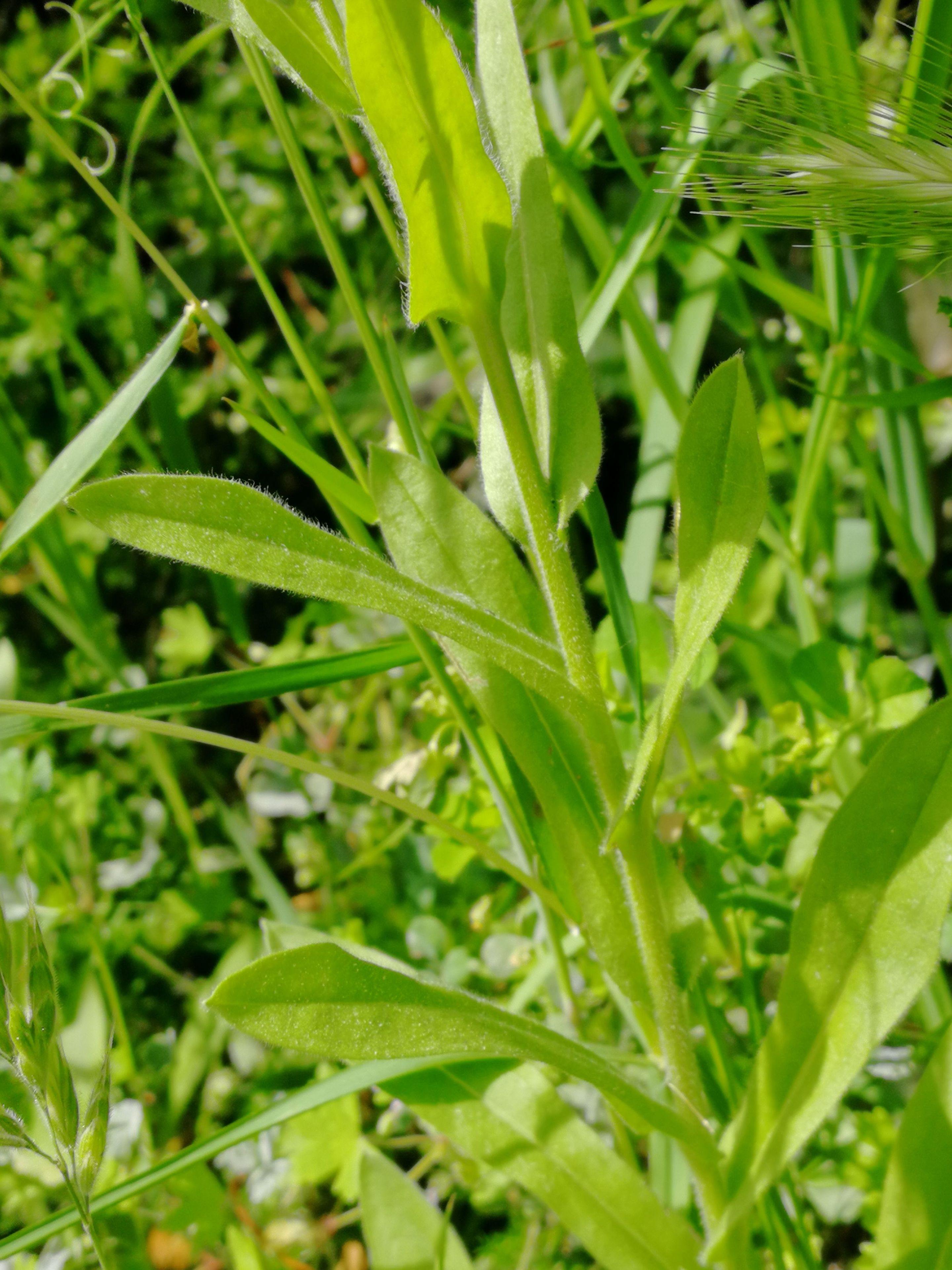 Annexe IMG_20200505_104730.jpg