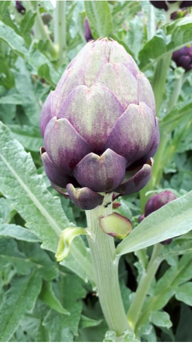 Annexe Annotation 2020-05-05 184710.png