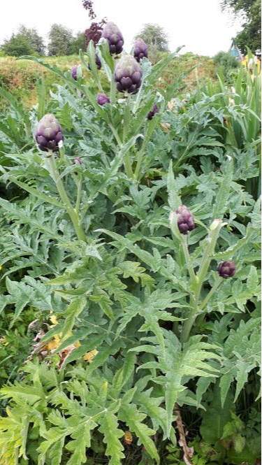 Annexe Annotation 2020-05-05 184810.png