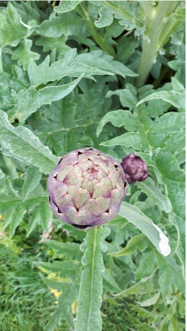 Annexe Annotation 2020-05-05 184835.png