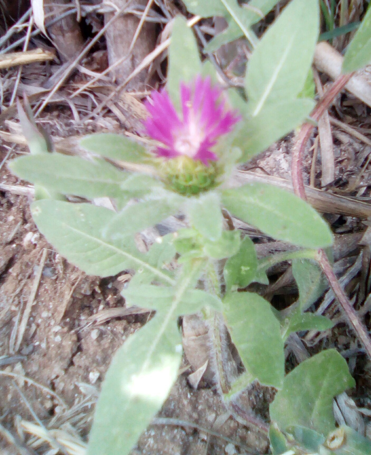 Annexe IMG_20200504_170121_332.JPG